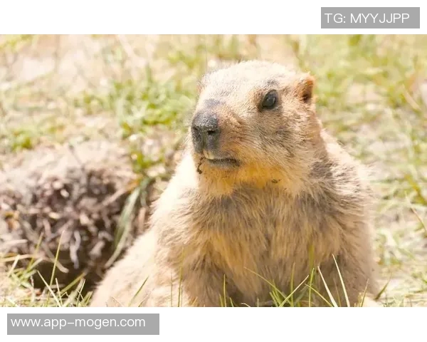 库尔图瓦谈老鼠事件表示绝不会伤害小动物将其安全放生